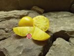 Dwarf Lemon Ice Tomato