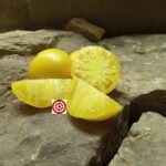 Dwarf Lemon Ice Tomato