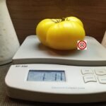 Dwarf Mr. Snow Tomato