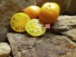 Dwarf Orange Cream Tomato