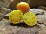 Dwarf Orange Cream Tomato Beefsteak Tomato