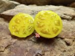 Dwarf Orange Cream Tomato Seeds