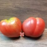 Dwarf Pink Passion Tomato