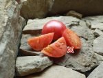 Dwarf Pink Passion Tomato - Image 3