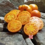 Dwarf Qiyanai Huang Tomato