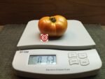 Dwarf Tomato Cherokee Tiger Large Tomato