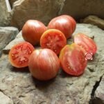 Electric Pinky Dwarf Tomato