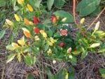 Fire Cracker Pepper