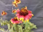 Gaillardia Blanket Flower - Image 7