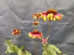 Gaillardia Blanket Flower - Image 6