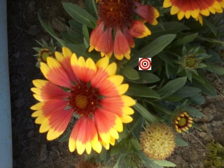 Gaillardia Blanket FlowerBounty Hunter SeedsHeirloom Seeds