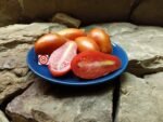 Gary's Late Canner Tomato