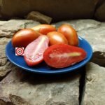 Gary's Late Canner Tomato