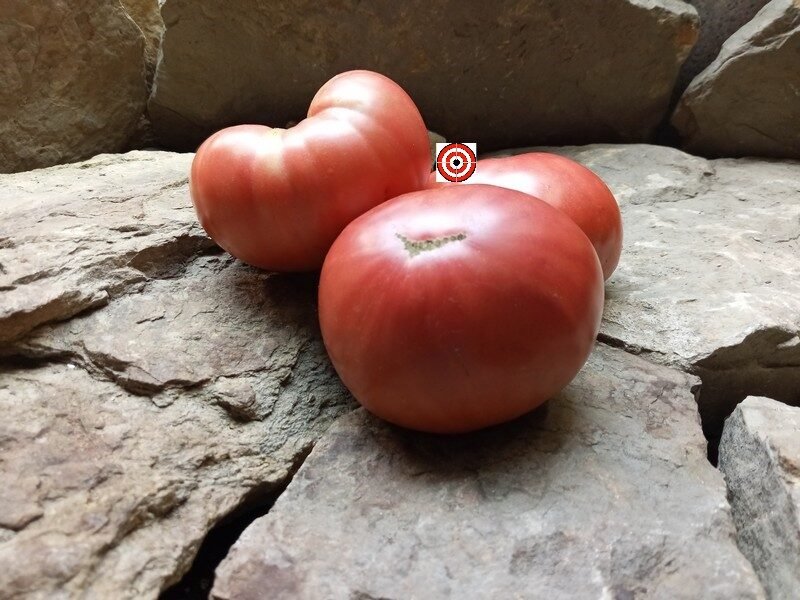 Tomato Seeds Brandywine Pink (Heirloom) – The Rusted Garden