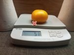 Golden Gypsy Dwarf Tomato