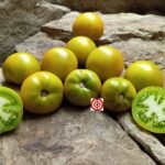 Green Martian Dwarf Tomato
