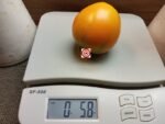 Djena Lee's Golden Girl Oval Strain Tomato - Image 5