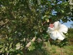 Diana Althea White Hibiscus - Image 3