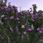 Rose of Sharon Flower Mix