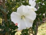 Rose of Sharon Flower Mix - Image 5