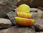 Holyland Yellow Strain Tomato Bicolored
