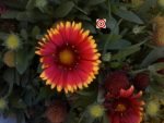 Gaillardia Blanket Flower