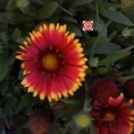 Gaillardia Blanket Flower