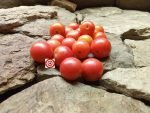 Johnson's Cherry Dwarf Tomato