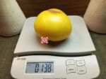 Kentucky Cabin Tomato Large