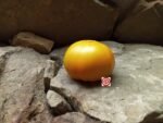 Maiden's Gold Tomato