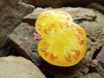 Maiden's Gold Tomato Seeds