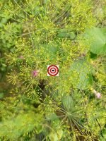 Mammoth Dill Herb