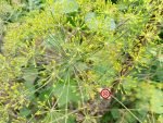 Mammoth Long Island Dill - Image 3