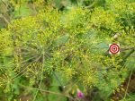 Mammoth Long Island Dill