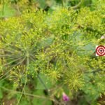Mammoth Long Island Dill