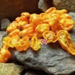 Orange Habanero Pepper