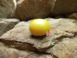 Tomato Dwarf Orange Cream Tomato