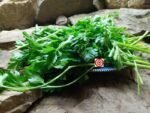 Parsley Plain - Image 2