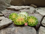 Peppermint Stripes Dwarf Tomato