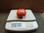 Dwarf Pink Passion Tomato - Image 5