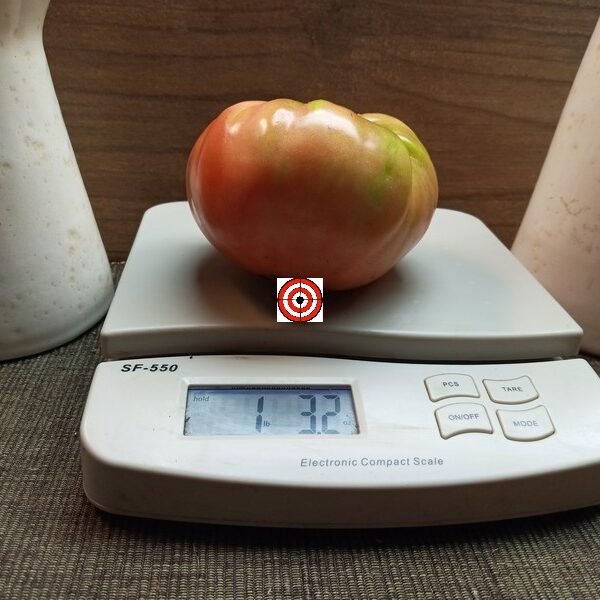 Polish Giant Tomato