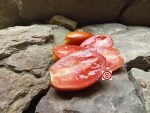 Polish Linguisa Heirloom Tomato