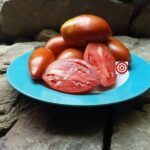 Polish Linguisa Tomato