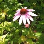 Purple Coneflower