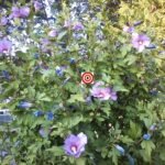 Purple Hibiscus Rose of Sharon