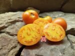 Qiyanai Huang Dwarf Tomato