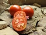Rare Tomato Chittenago Tomato