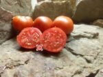 Red Dwarf Tomato Coastal Pride Tomato
