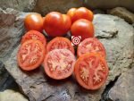 Red Siberian Beefsteak Tomatoes