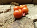 Red Siberian Tomato Slicer